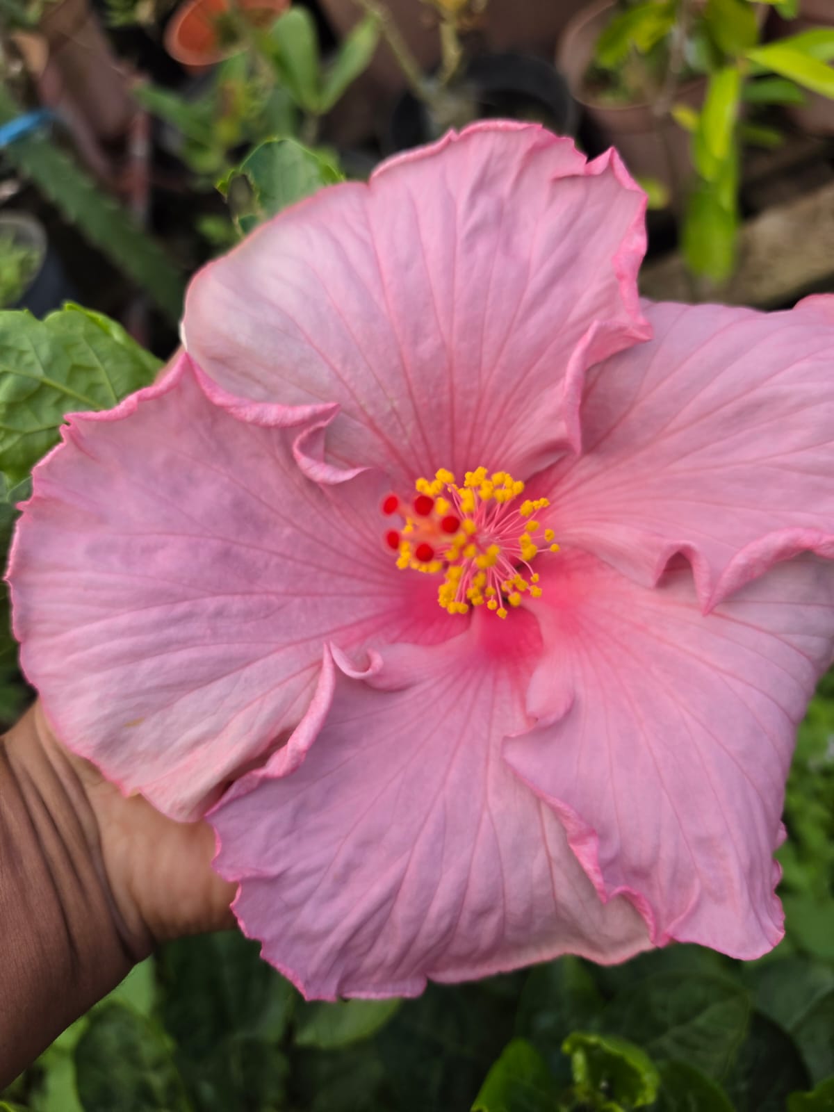 Hibiscus Hawaiian Pretty Grace