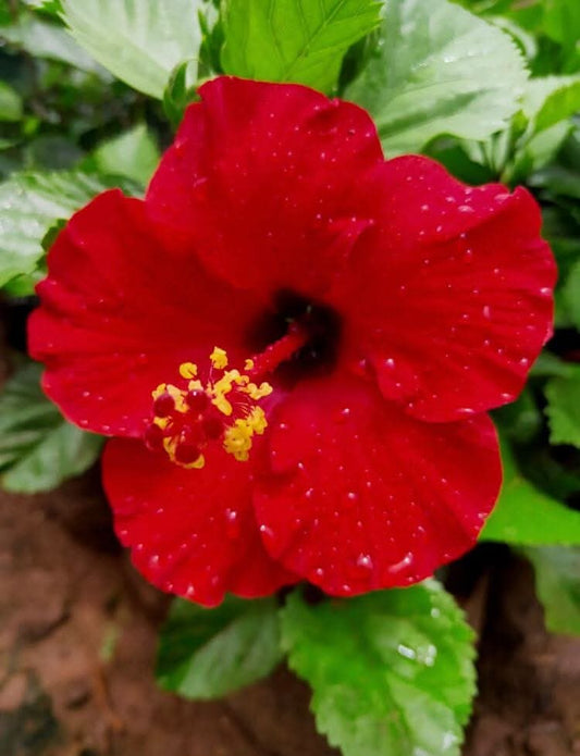 Hibiscus Hawaiian Imported 10