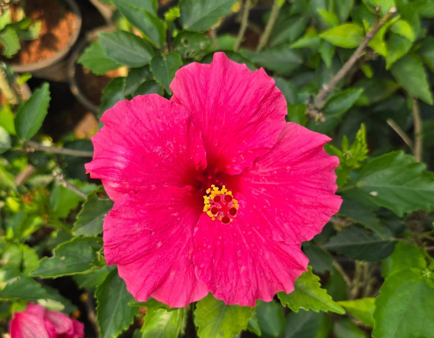 Hibiscus Hawaiian Imported 13