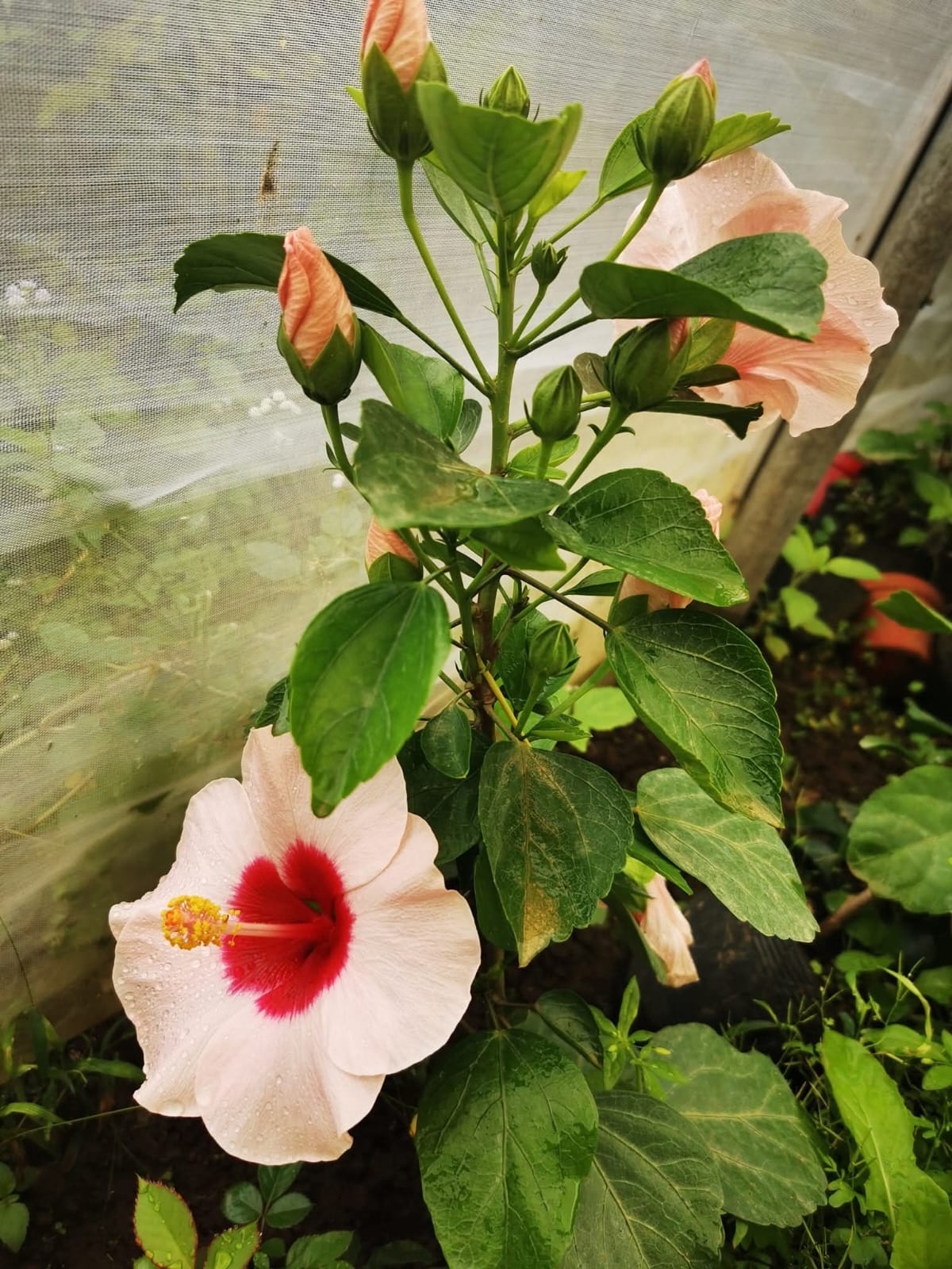 Hibiscus Hawaiian Imported 16