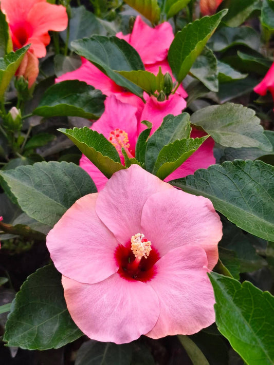 Hibiscus Hawaiian Imported 18