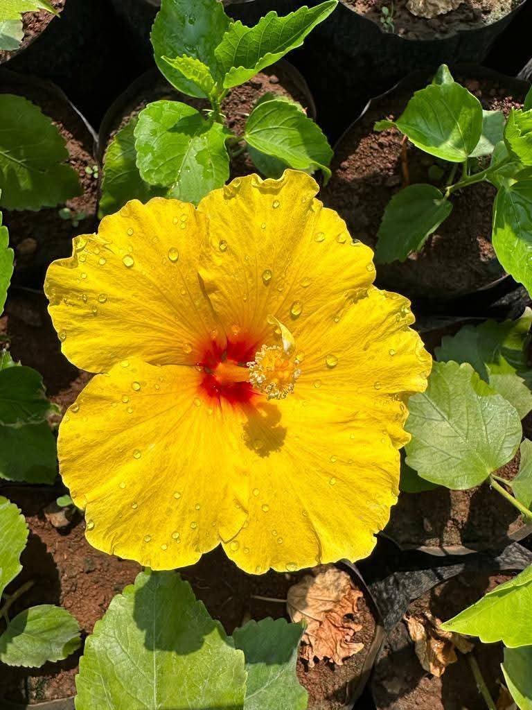 Hibiscus Hawaiian Imported 19