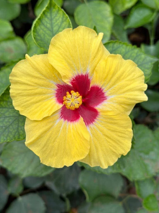Hibiscus Hawaiian Imported 20