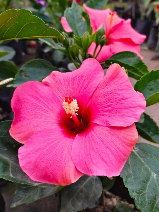 Hibiscus Hawaiian Imported 22