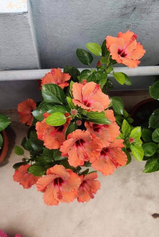 Hibiscus Hawaiian Imported 24