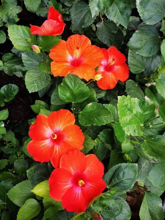Hibiscus Hawaiian Imported 25