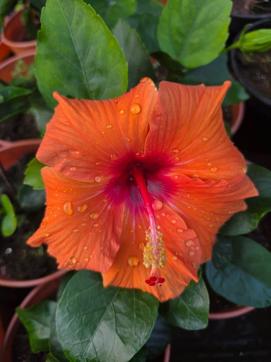 Hibiscus Hawaiian Imported 3