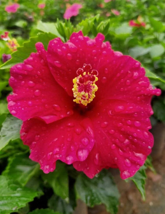Hibiscus Hawaiian Imported 7