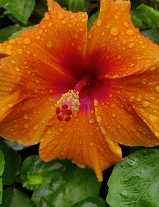 Hibiscus Hawaiian Imported 8