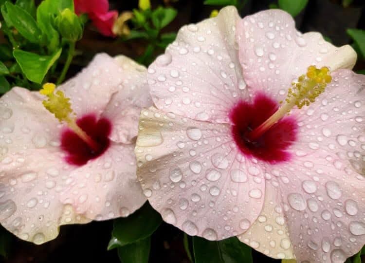 Hibiscus Hawaiian Imported 9