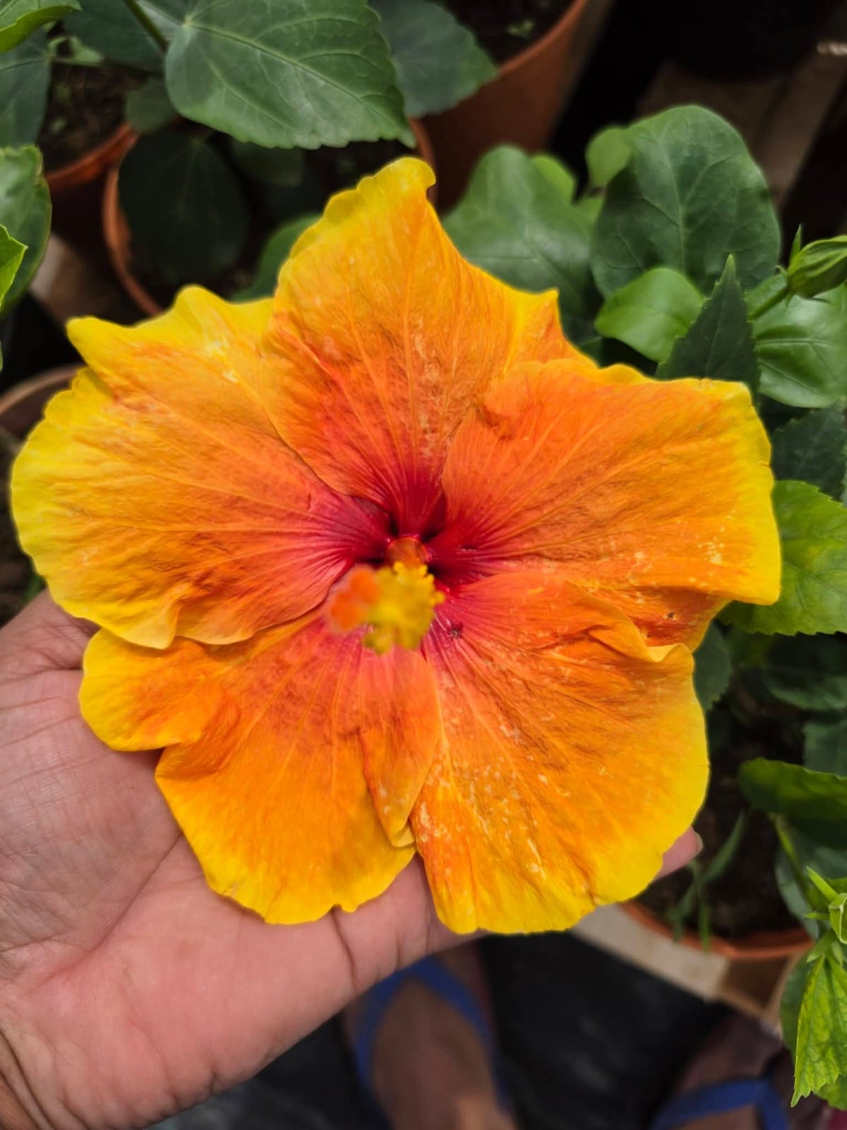 Hibiscus Hawaiian Imported Orange