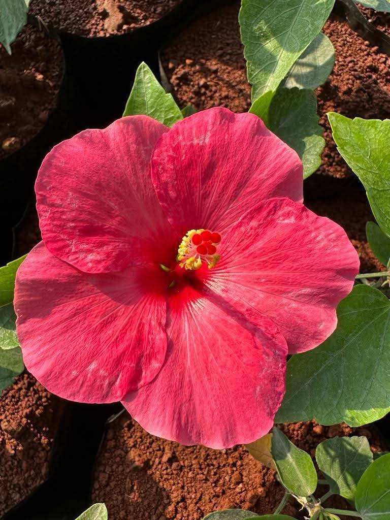 Hibiscus Hawaiian Imported Rose