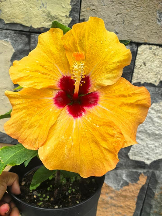 Hibiscus Hawaiian Imported Yellow