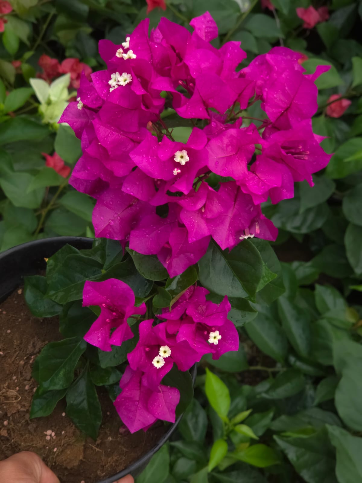 Hot Pink Bougainvillea