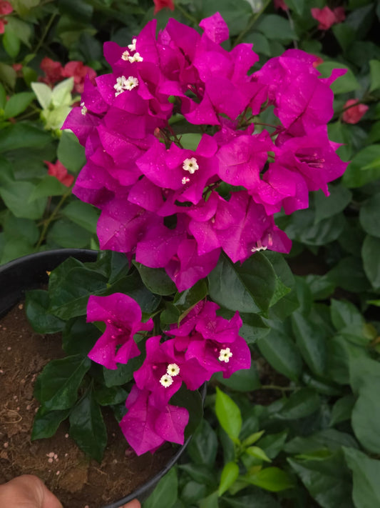 Hot Pink Bougainvillea