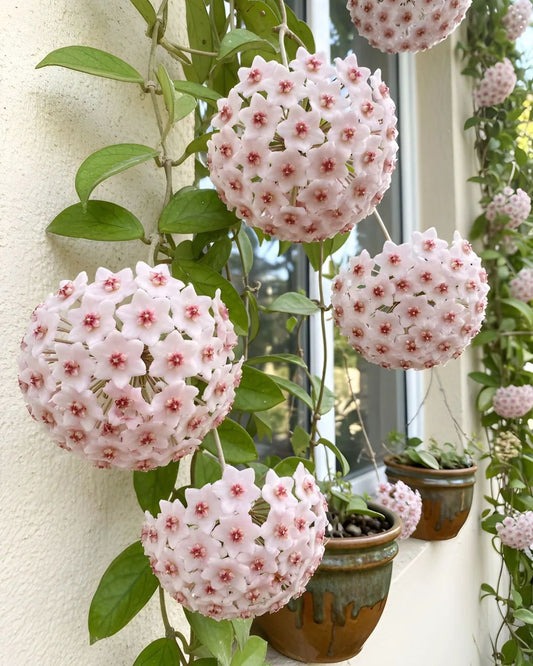 Hoya Plant