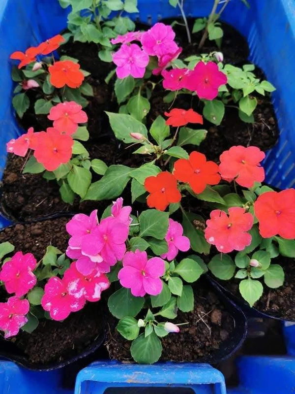 Impatiens Pink and Red Variety