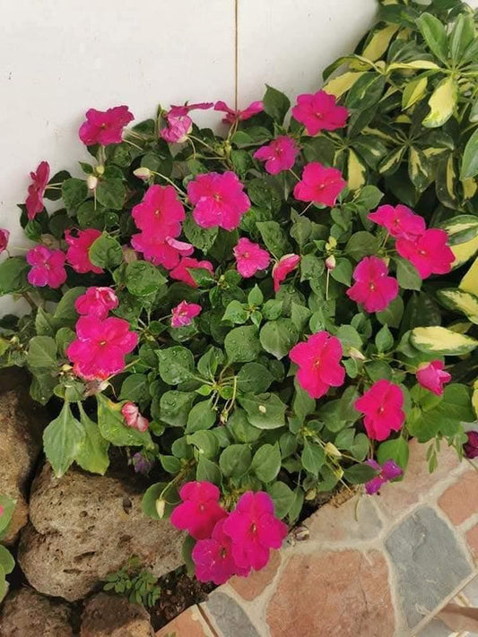 Impatiens Purple