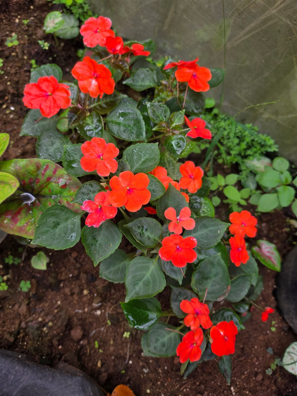 Impatiens Red