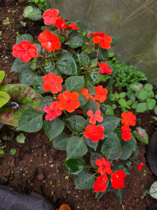 Impatiens Red