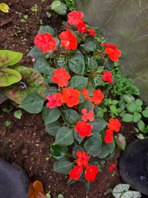 Impatiens Reddish