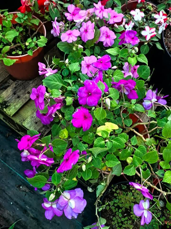 Impatiens Variety Light Purple