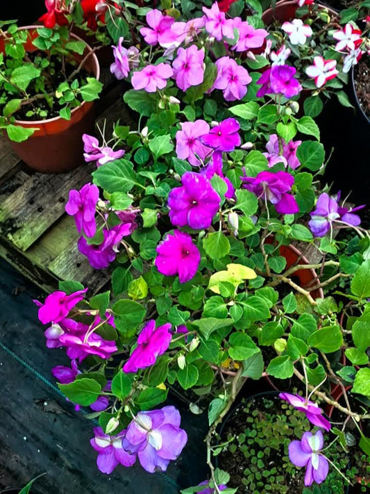 Impatiens Variety Light Purple
