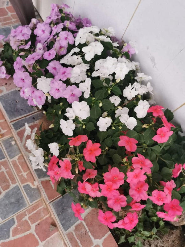 Impatiens Variety White Pink Purple