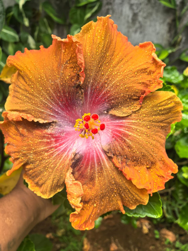 Imported Hibiscus Hawaiian Bronze Orange Red Center