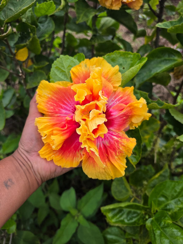 Imported Hibiscus Hawaiian Double Orange Pink Yellow