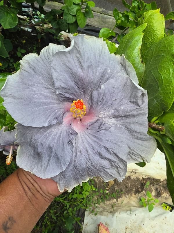 Imported Hibiscus Hawaiian Grey Silver Pink Center