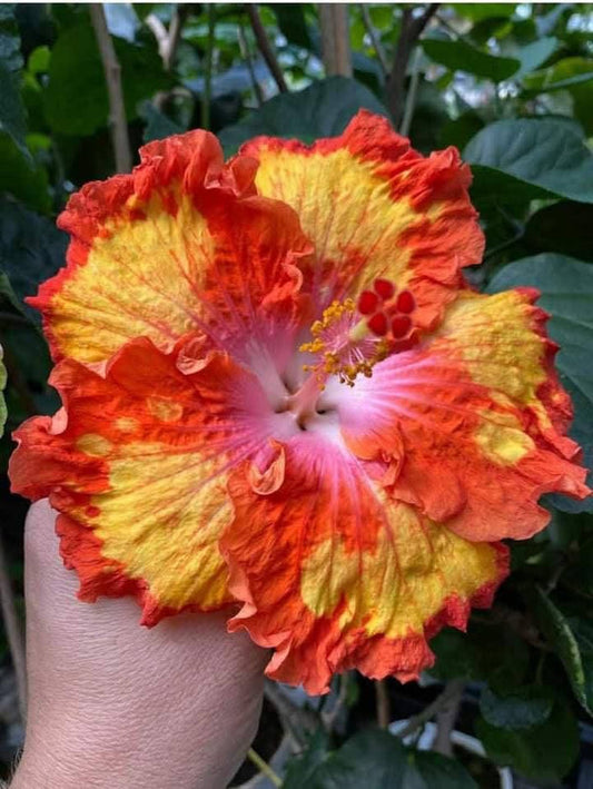 Imported Hibiscus Hawaiian Orange Yellow Red Ruffled