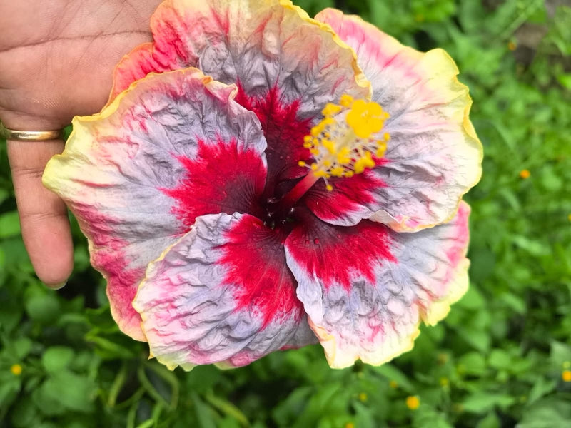 Imported Hibiscus Hawaiian Pink White Red Center