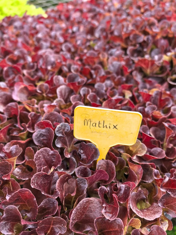 Laitue Mathix