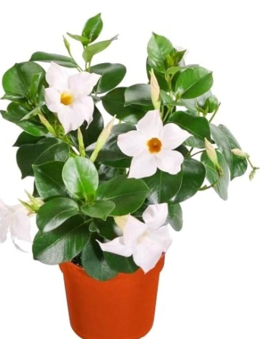 Mandevilla White
