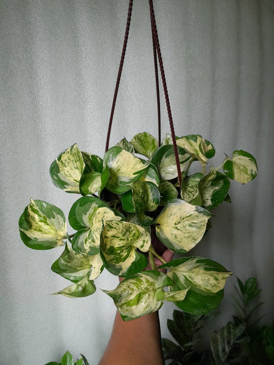 Manjula Pothos