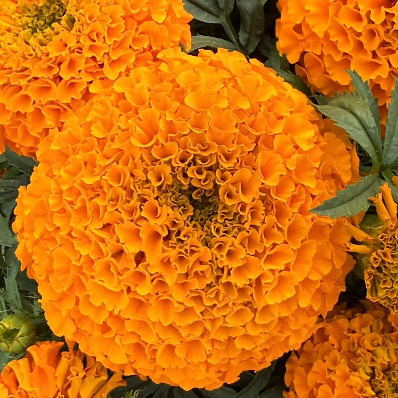 Orange Marigold — potted with 2 plants