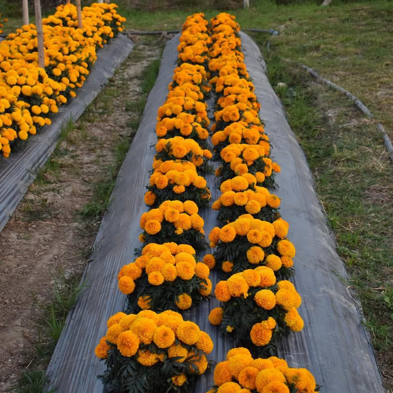 Orange Marigold 111