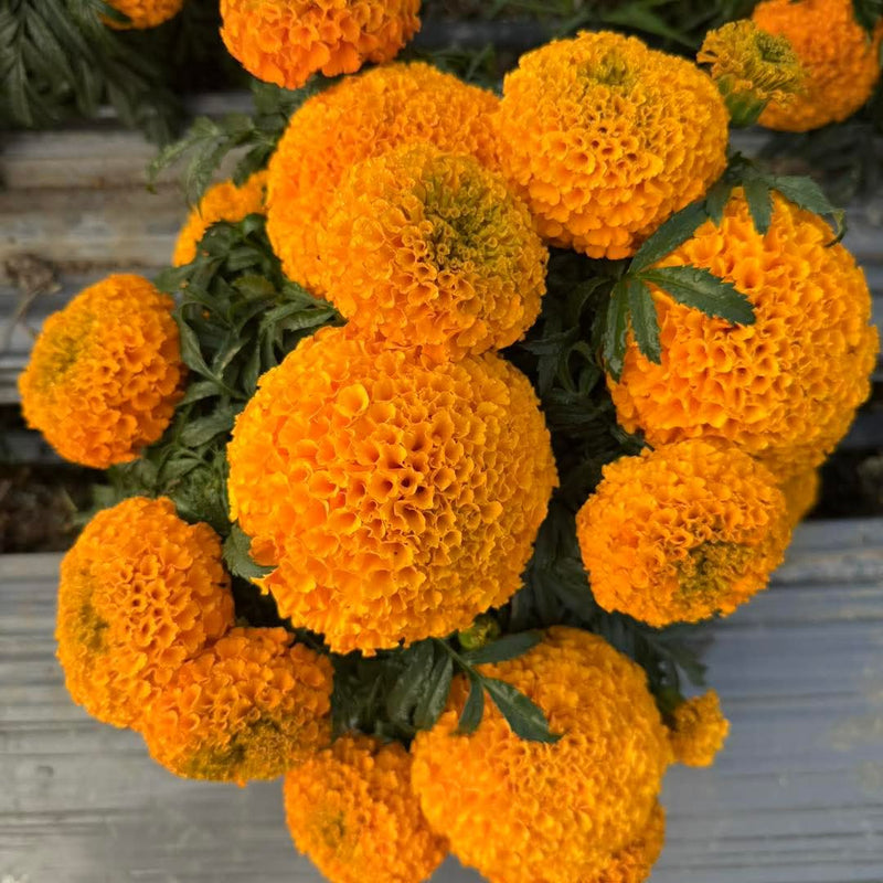 Orange Marigold 112