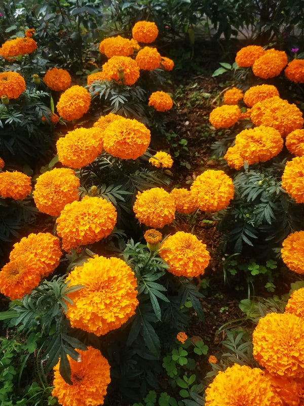 Orange Marigold 115