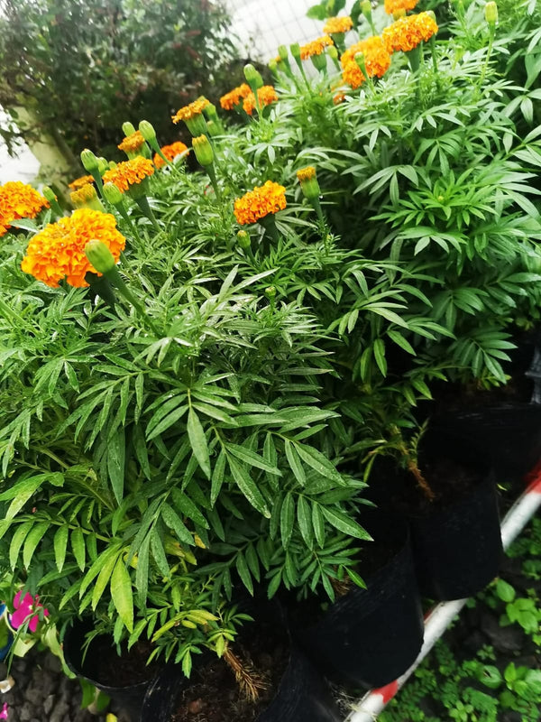 Orange Marigold 116