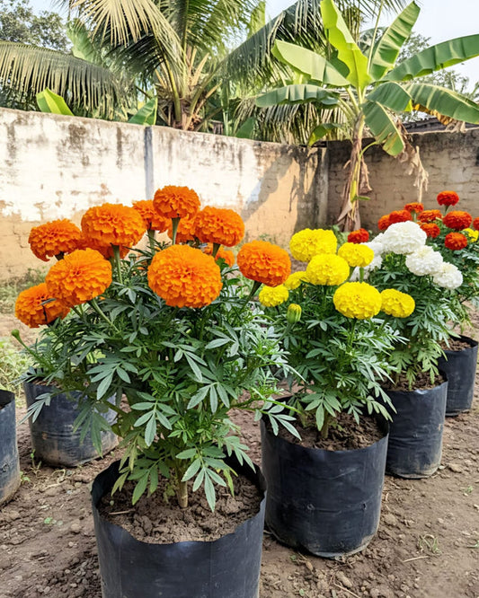 Orange Marigold 117