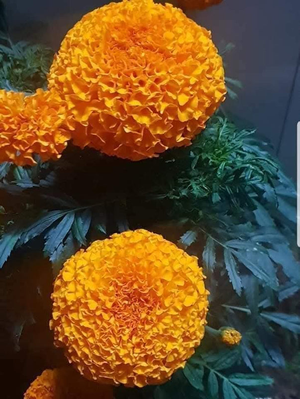 Orange Marigold 118