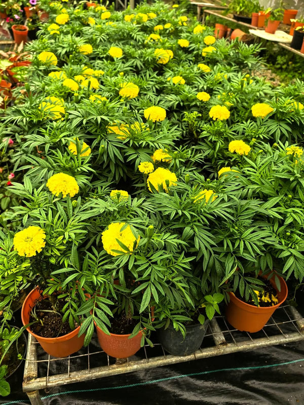 Yellow Marigold 102