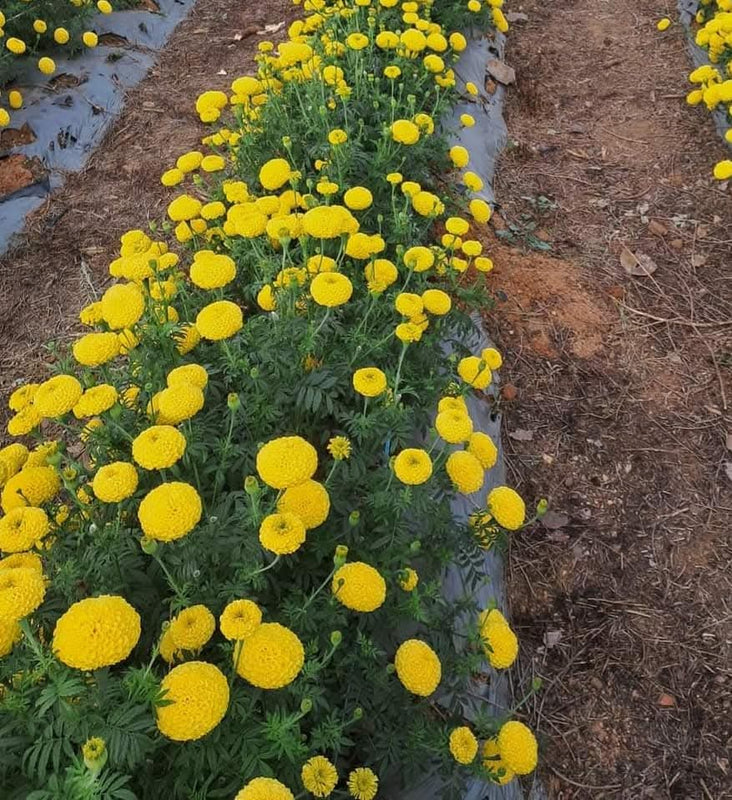 Yellow Marigold 107