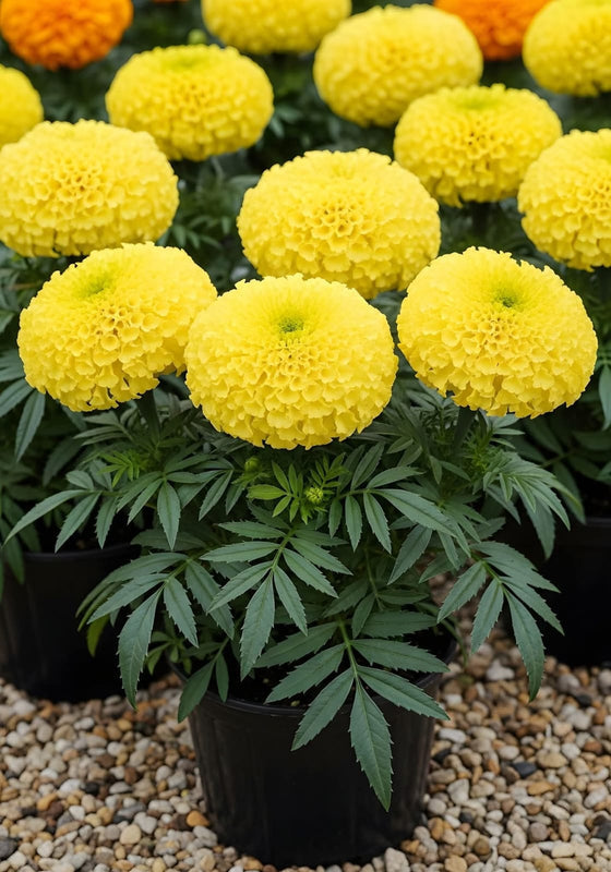 Yellow Marigold — potted with 2 plants