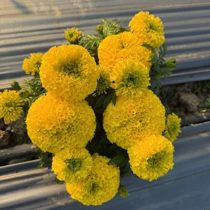 Yellow Marigold 96