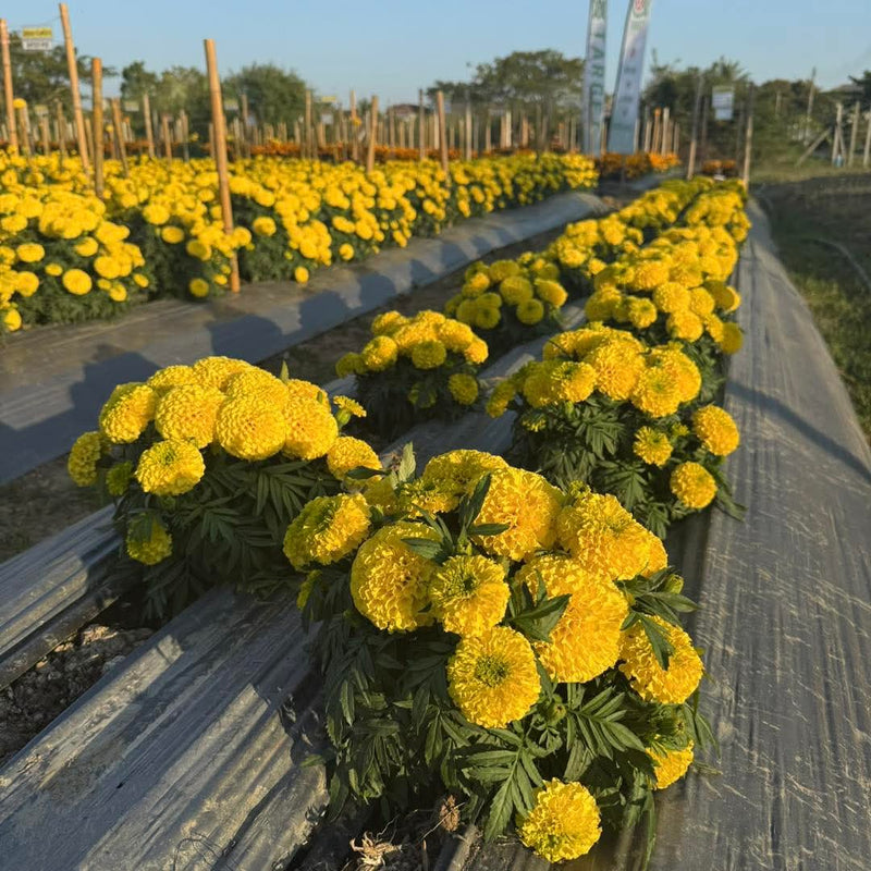 Yellow Marigold 97