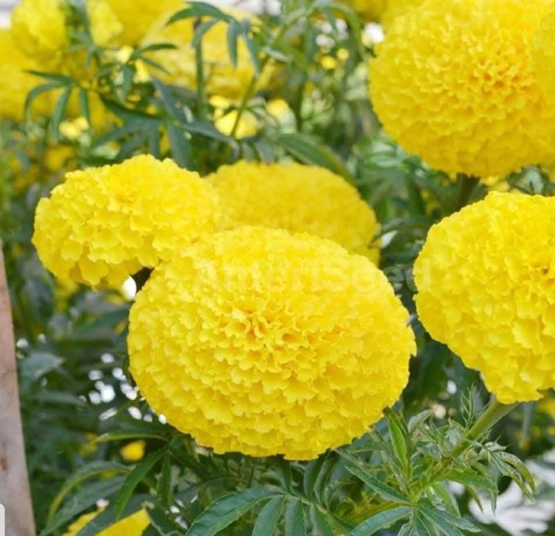 Yellow Marigold 98