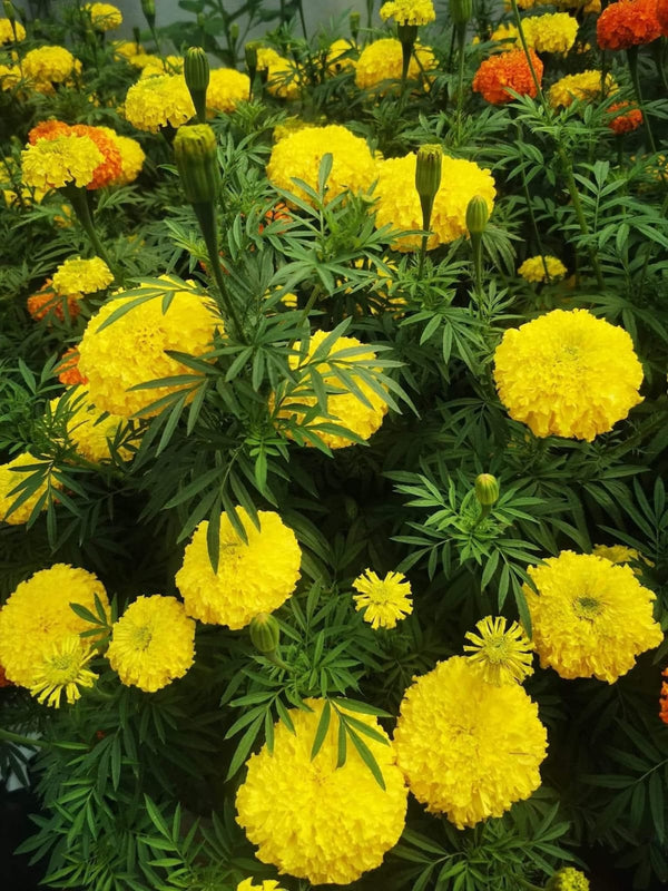 Yellow Marigold 99